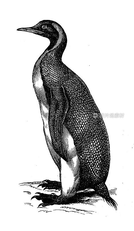 古生物动物学图片:王企鹅(Aptenodytes patagonicus)